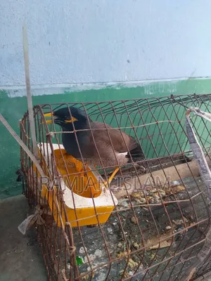 কথা বলা শালিক বিক্রি হবে