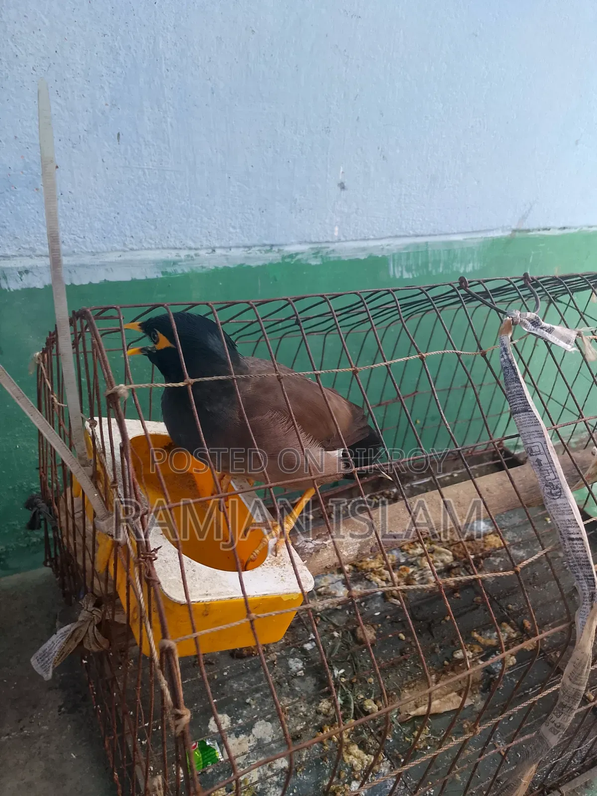 কথা বলা শালিক বিক্রি হবে