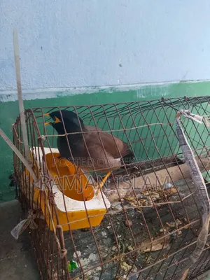কথা বলা শালিক বিক্রি হবে