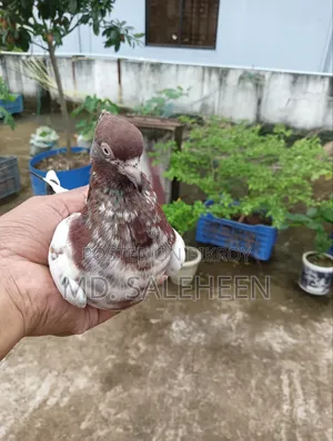 Giribaz Female