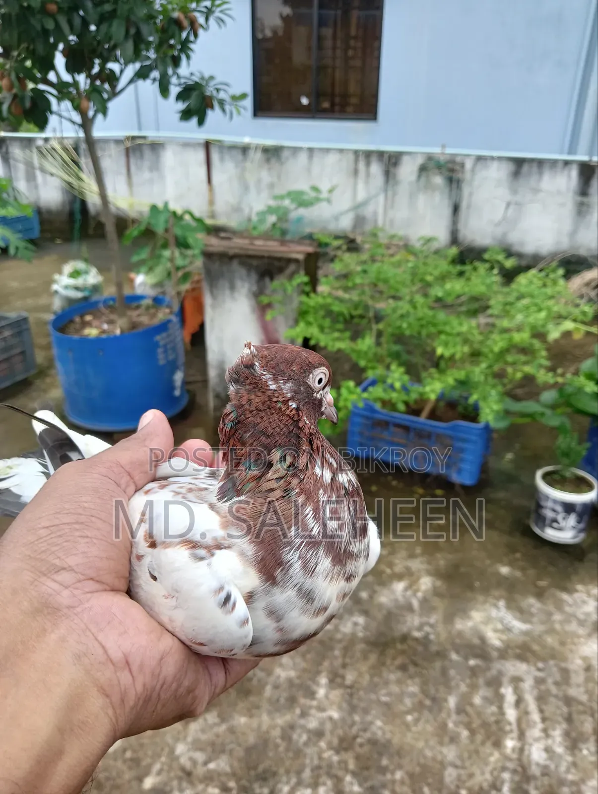 Giribaz Female