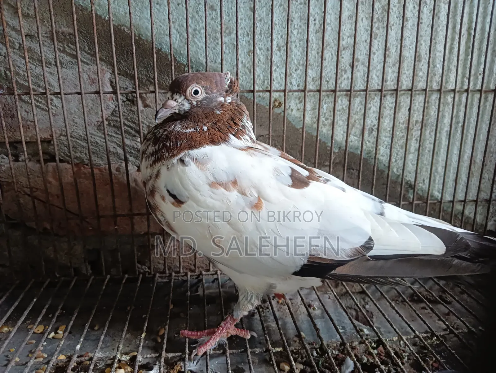 Giribaz Female