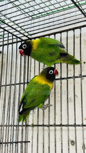 Mastar Pair