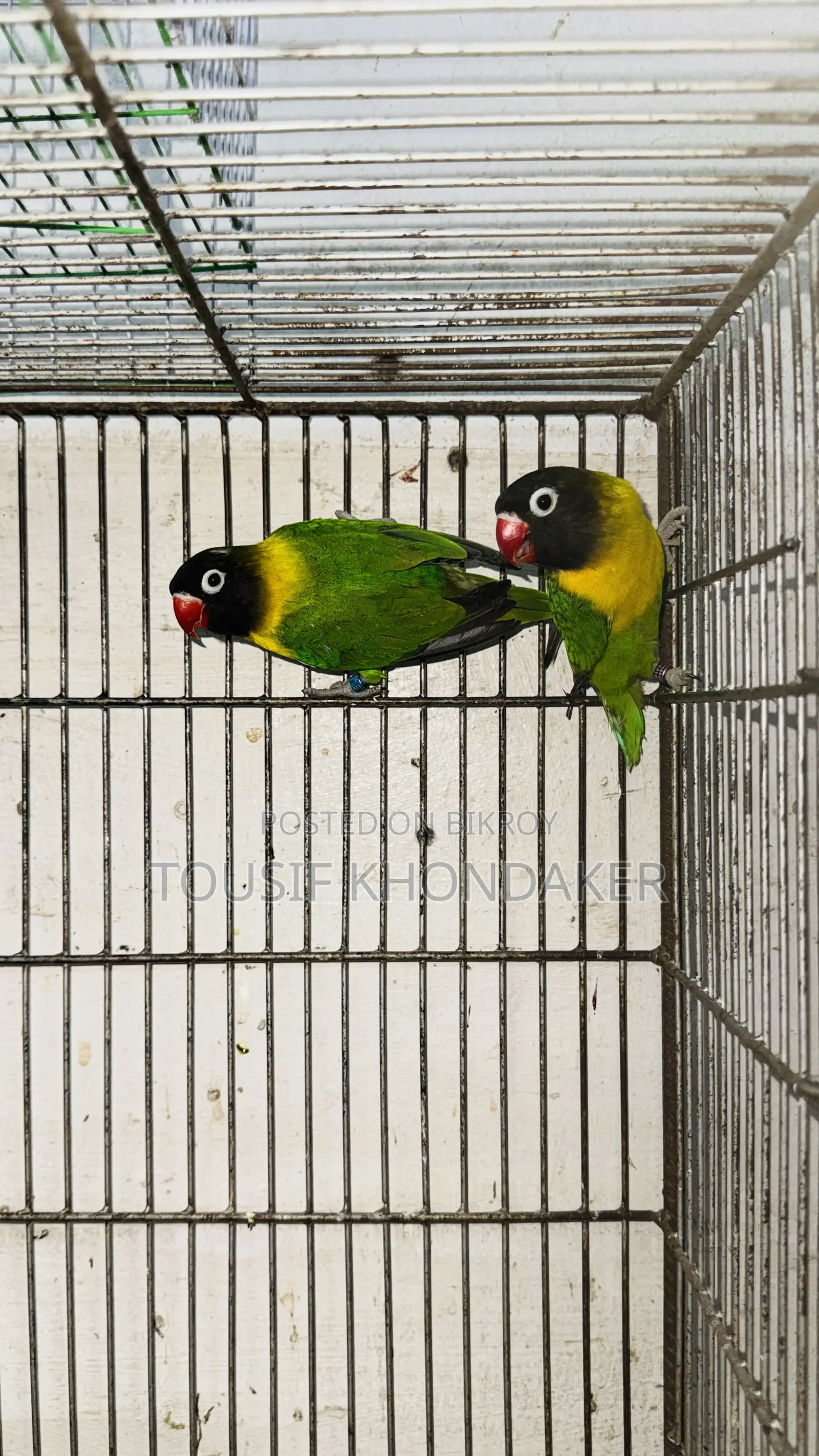 Mastar Pair