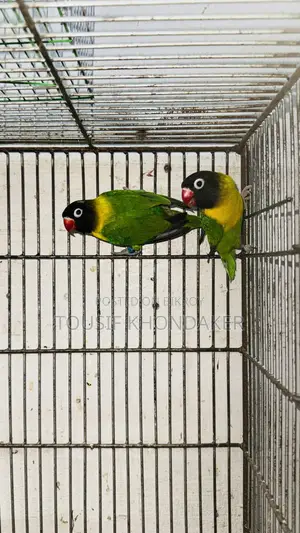 Mastar Pair