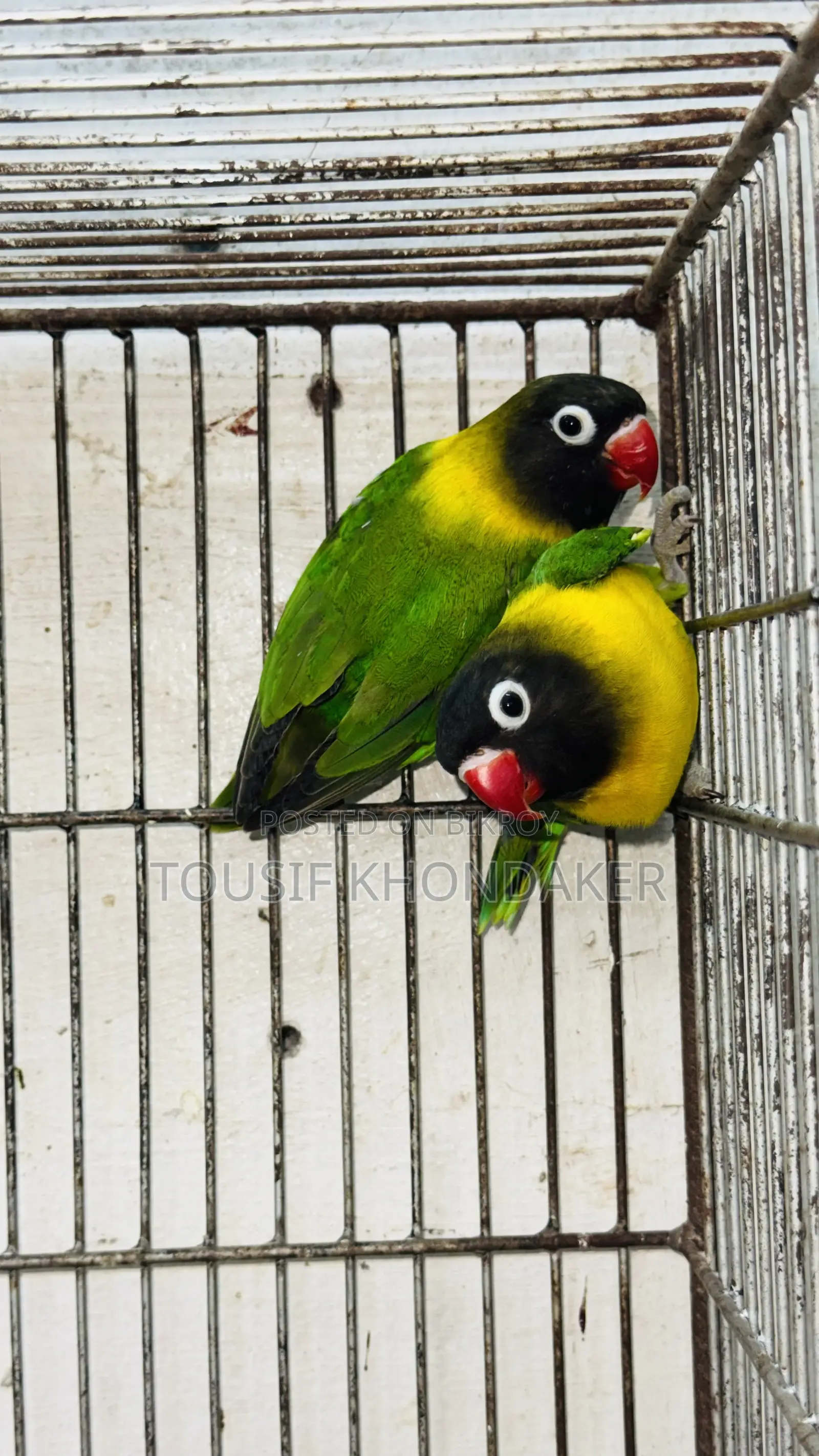 Mastar Pair