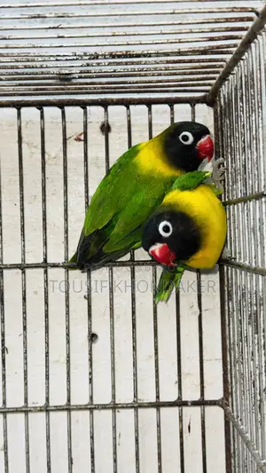 Mastar Pair