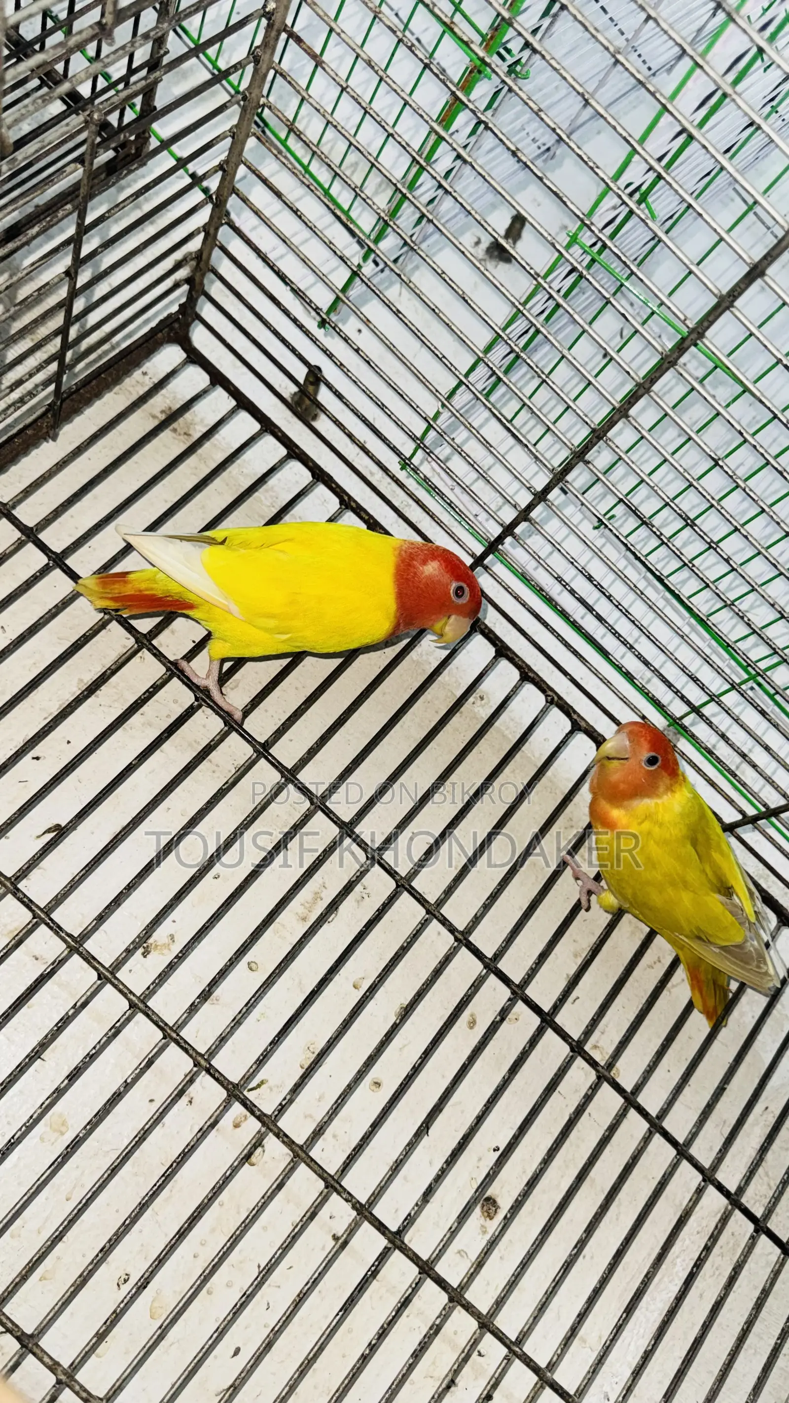 মাস্টার জোড়া
