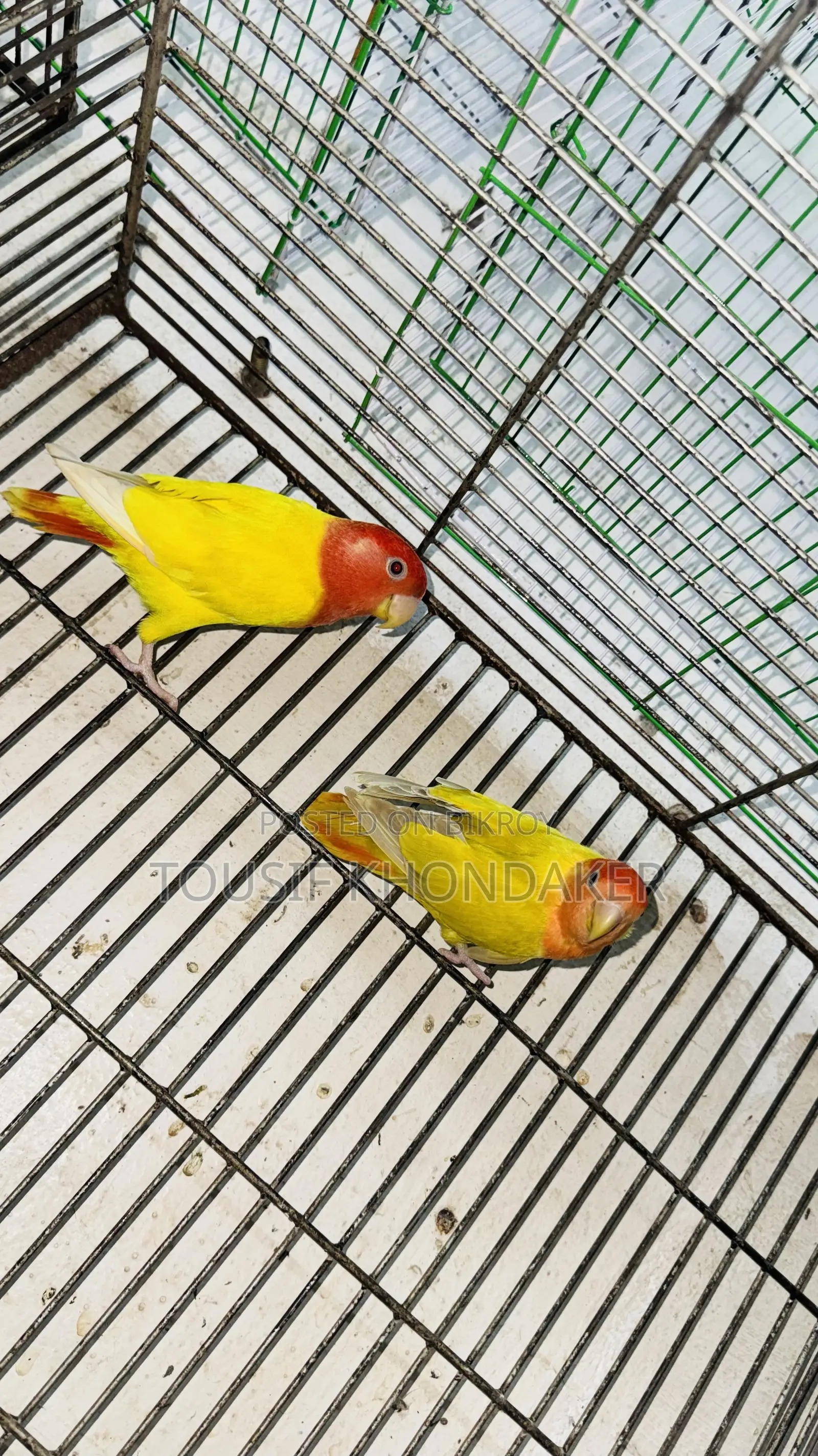 মাস্টার জোড়া
