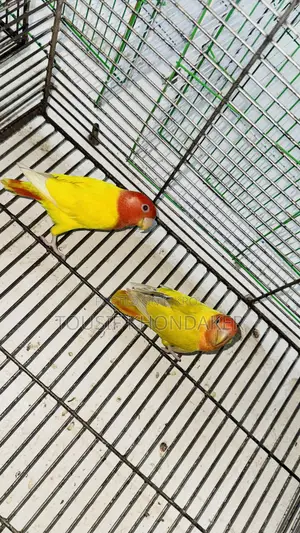 মাস্টার জোড়া