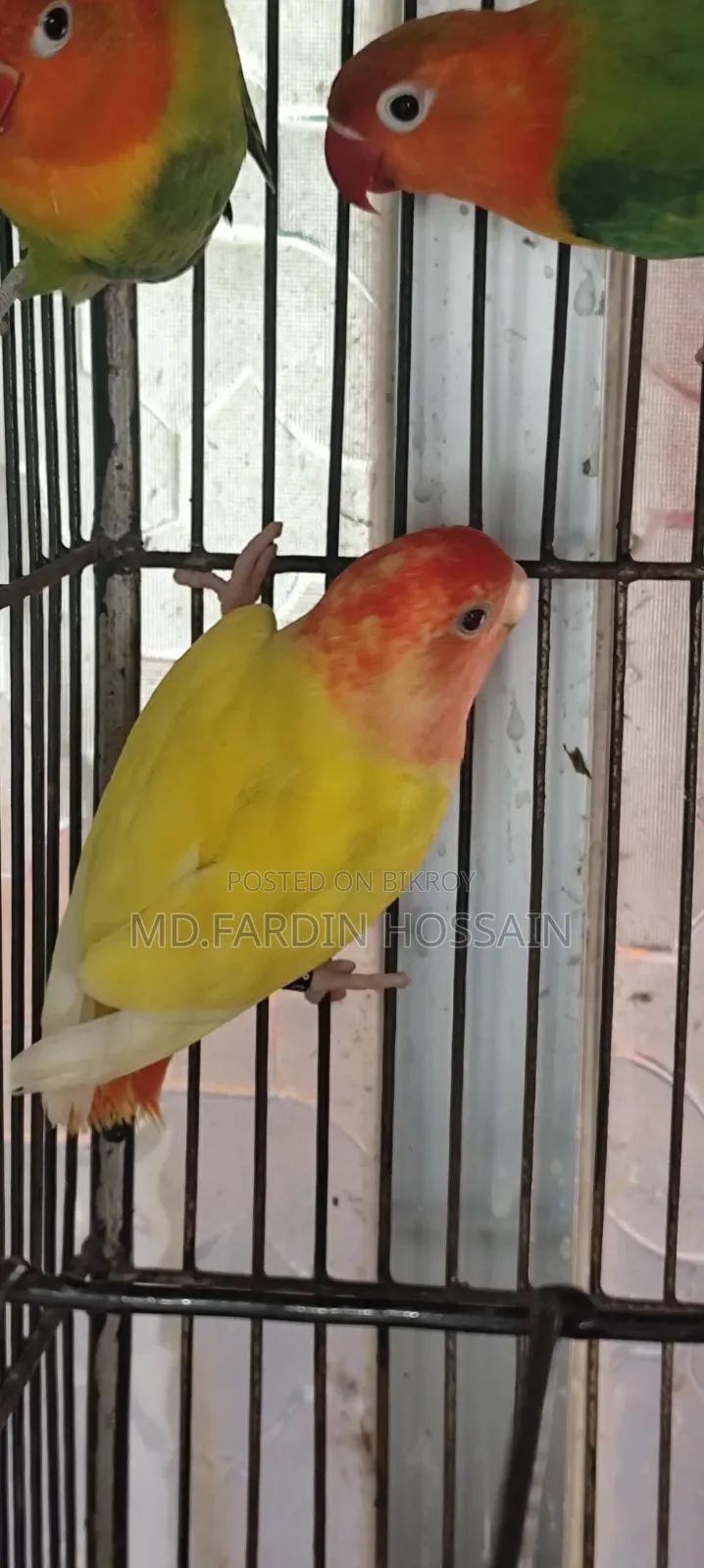 Peach-Faced Lovebird