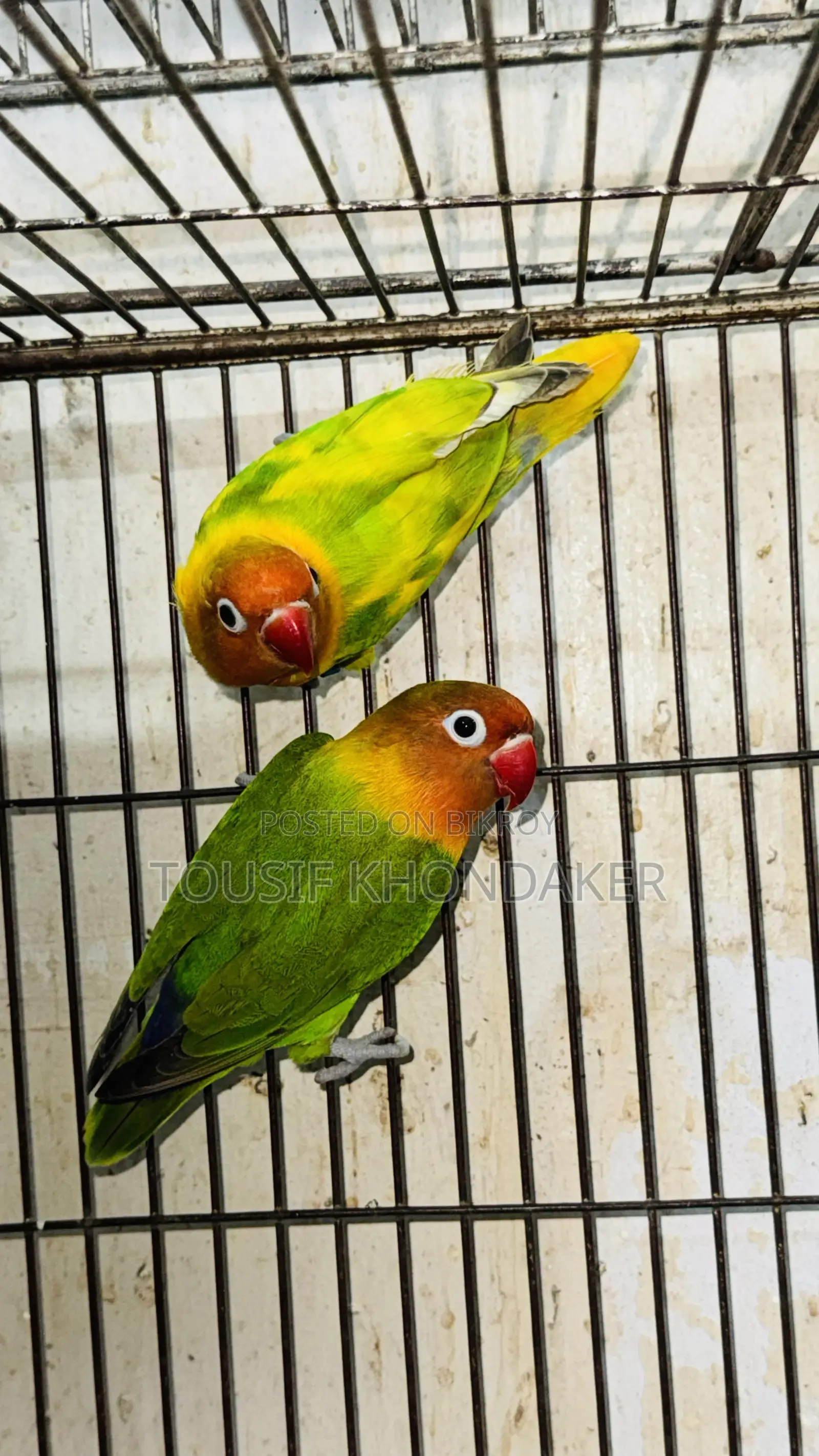 Mastar Pair