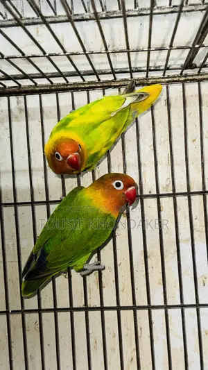 Mastar Pair