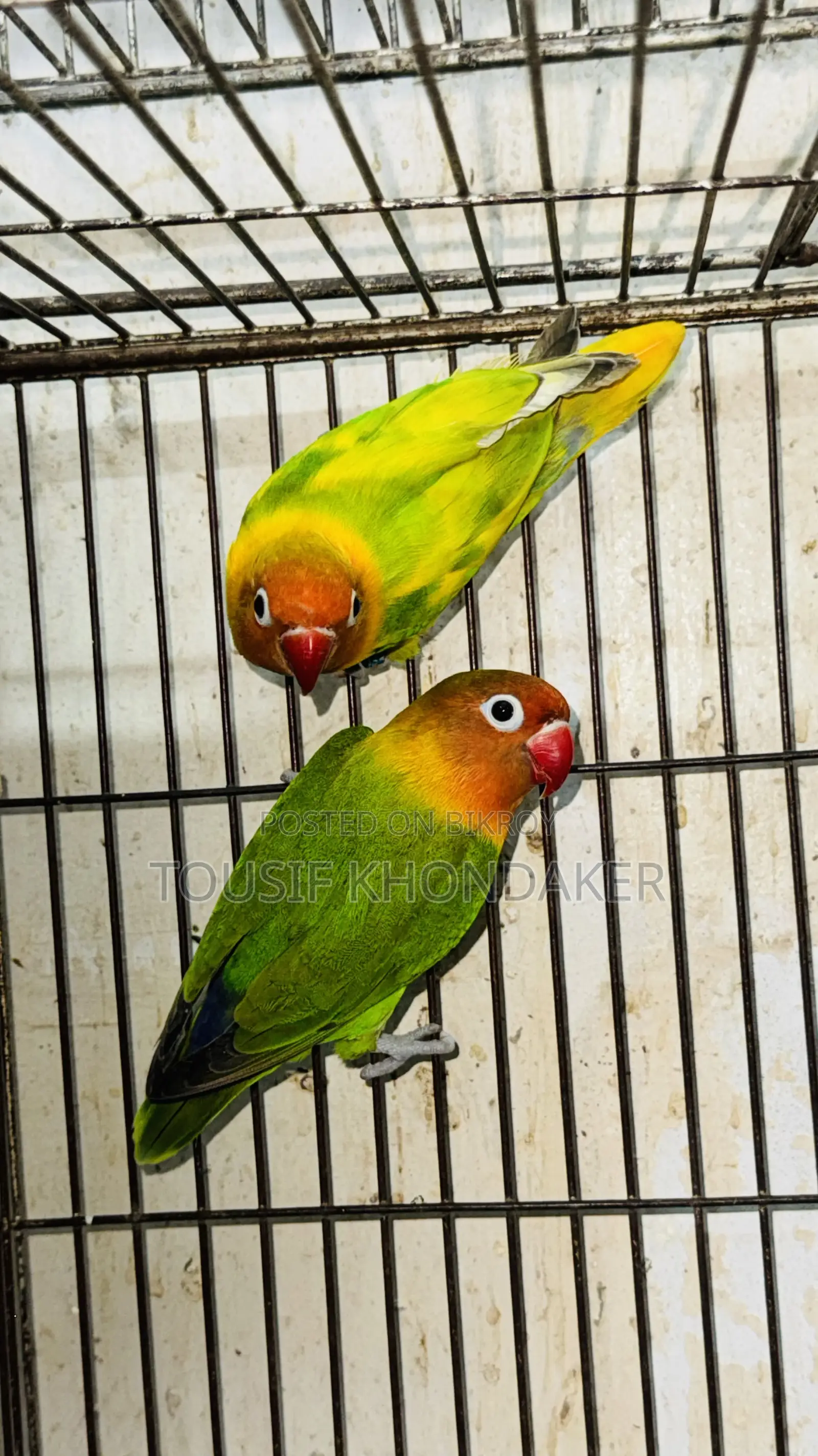 Mastar Pair