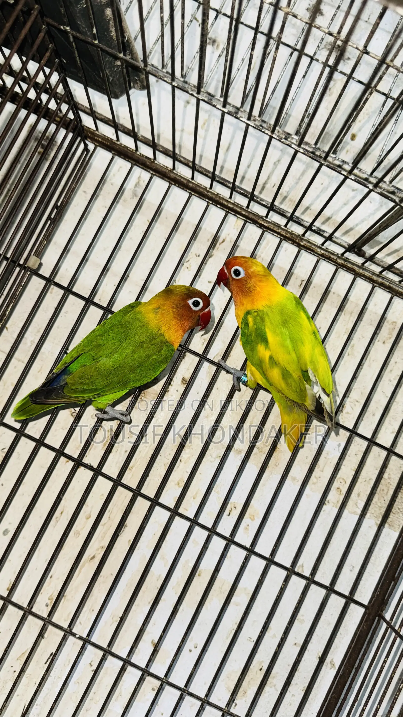 Mastar Pair