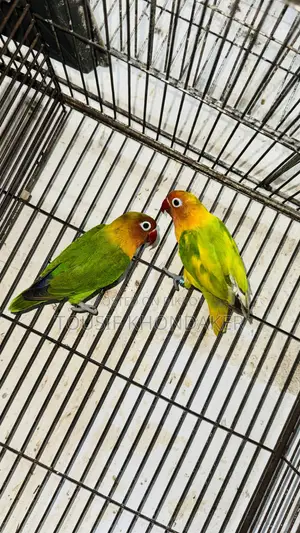 Mastar Pair