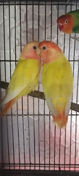 Peach-Faced Lovebird