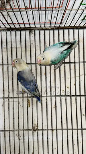 Mastar Pair