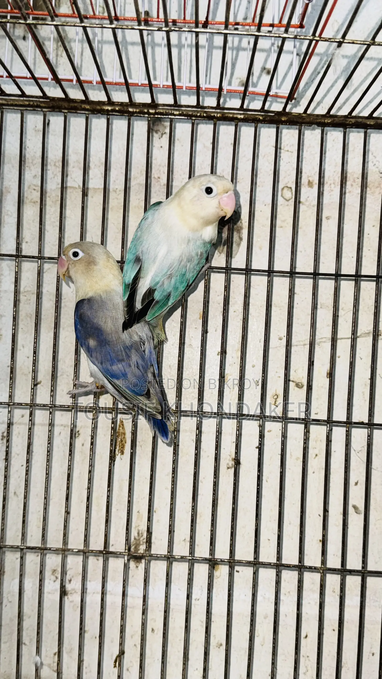 Mastar Pair