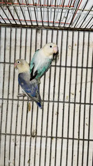 Mastar Pair