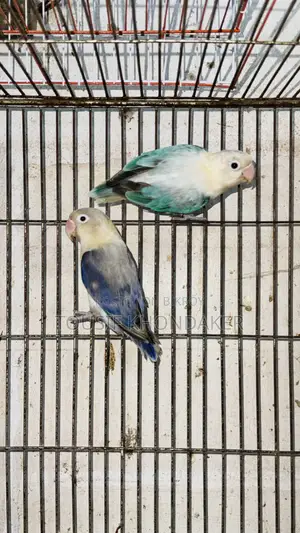 Mastar Pair
