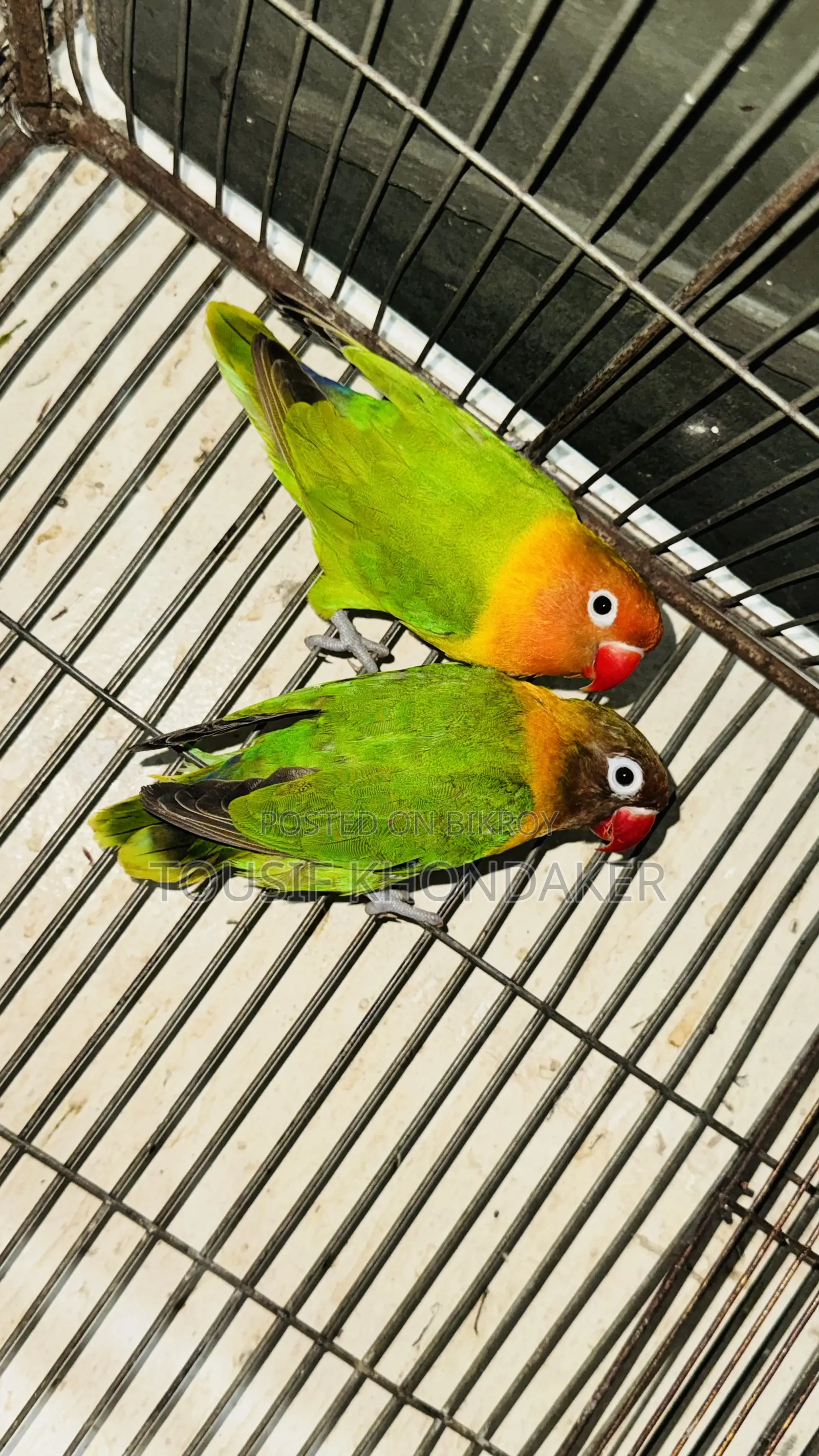 Mastar Pair