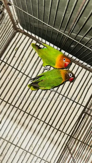 Mastar Pair