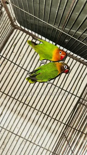 Mastar Pair