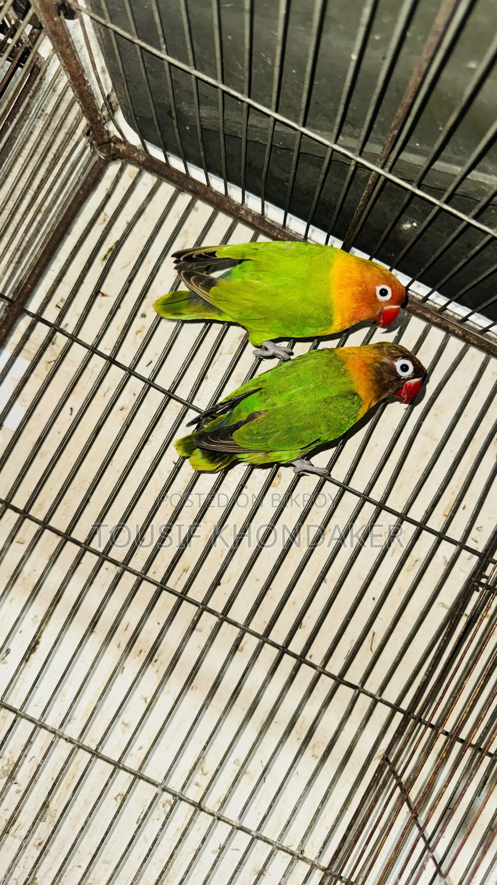 Mastar Pair