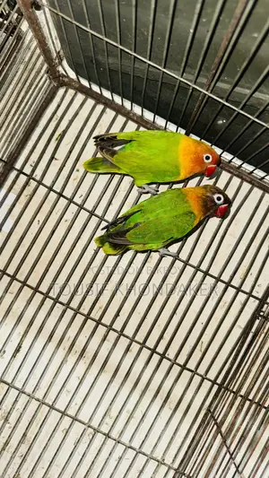 Mastar Pair