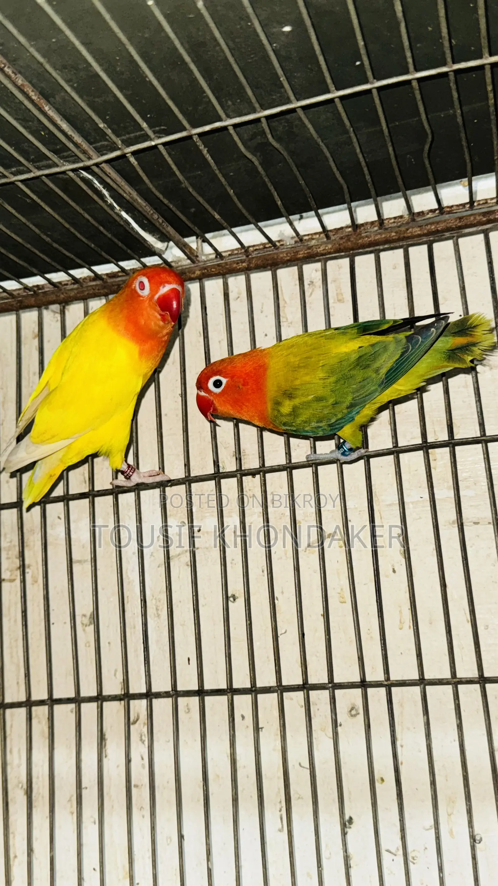 মাস্টার পেয়ার