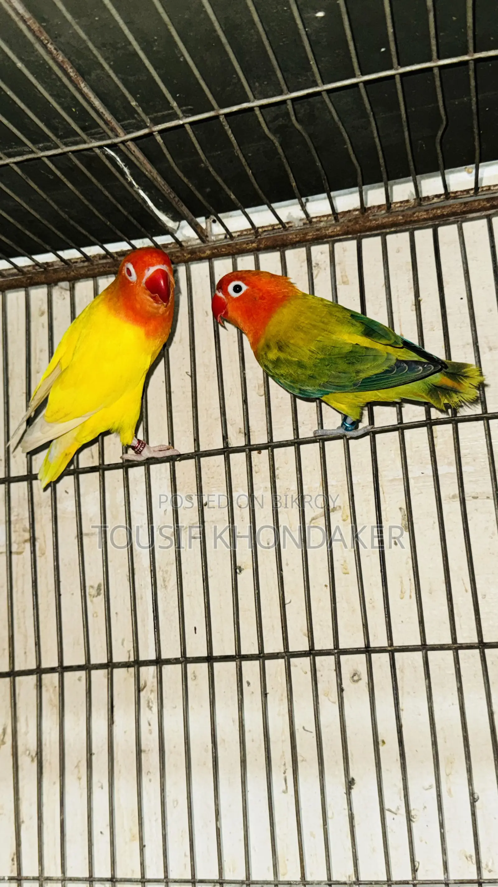 মাস্টার পেয়ার
