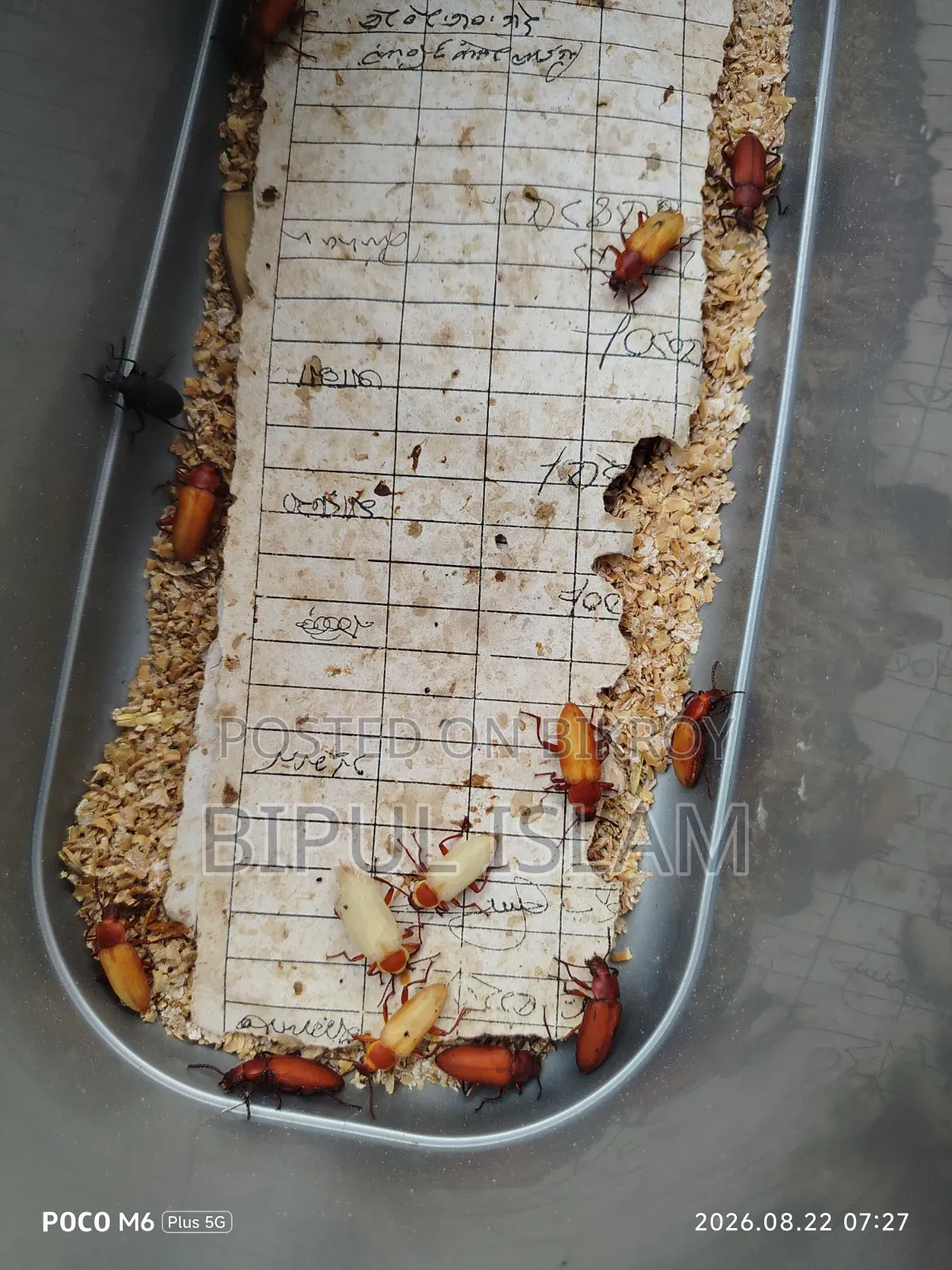 বিটল পোকার মাদার