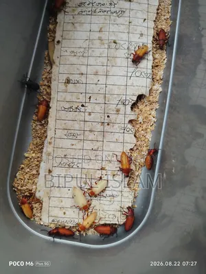 বিটল পোকার মাদার