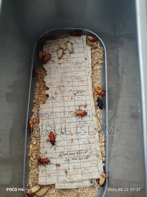 বিটল পোকার মাদার