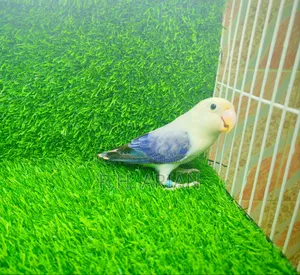 Lovebird Female