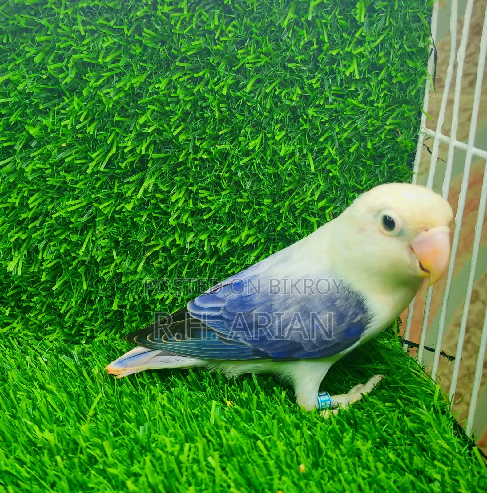 Lovebird Female