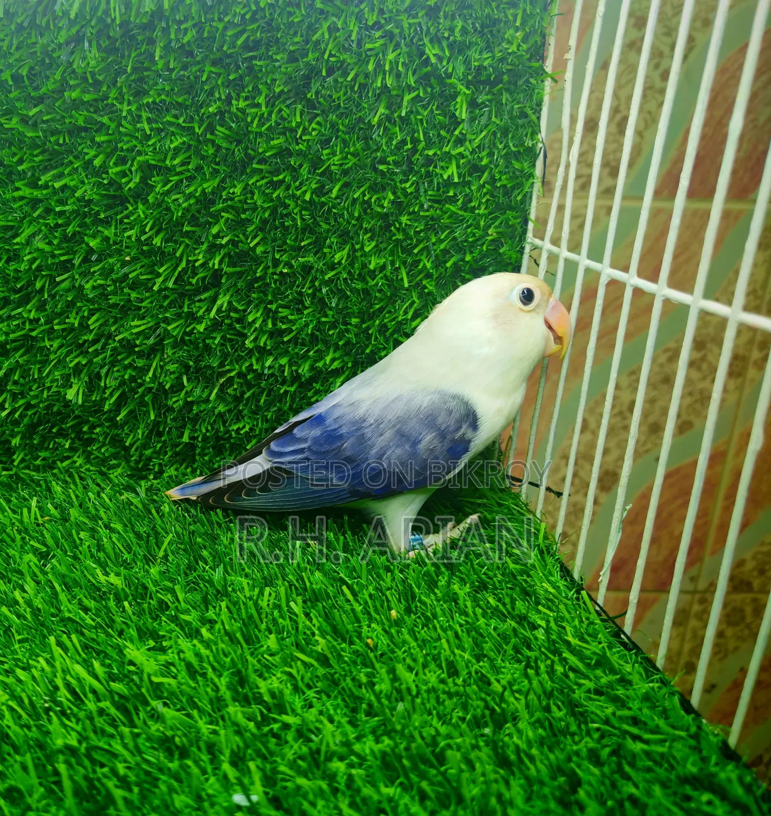 Lovebird Female
