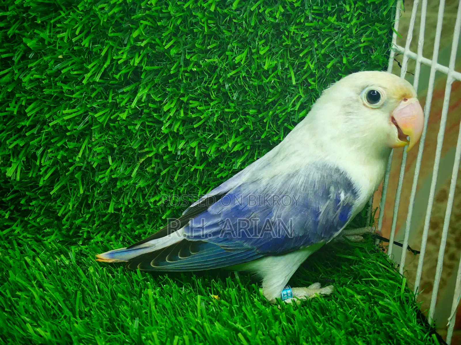 Lovebird Female