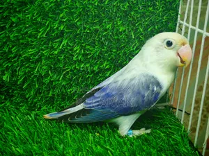 Lovebird Female