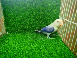 Lovebird Female