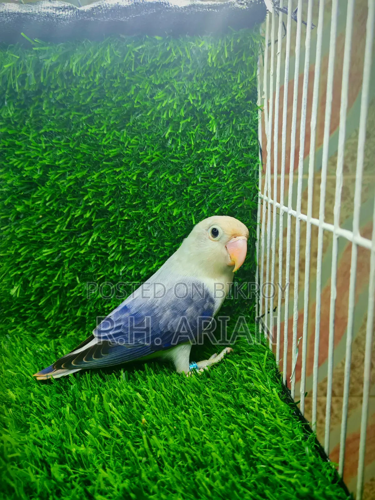 Lovebird Female