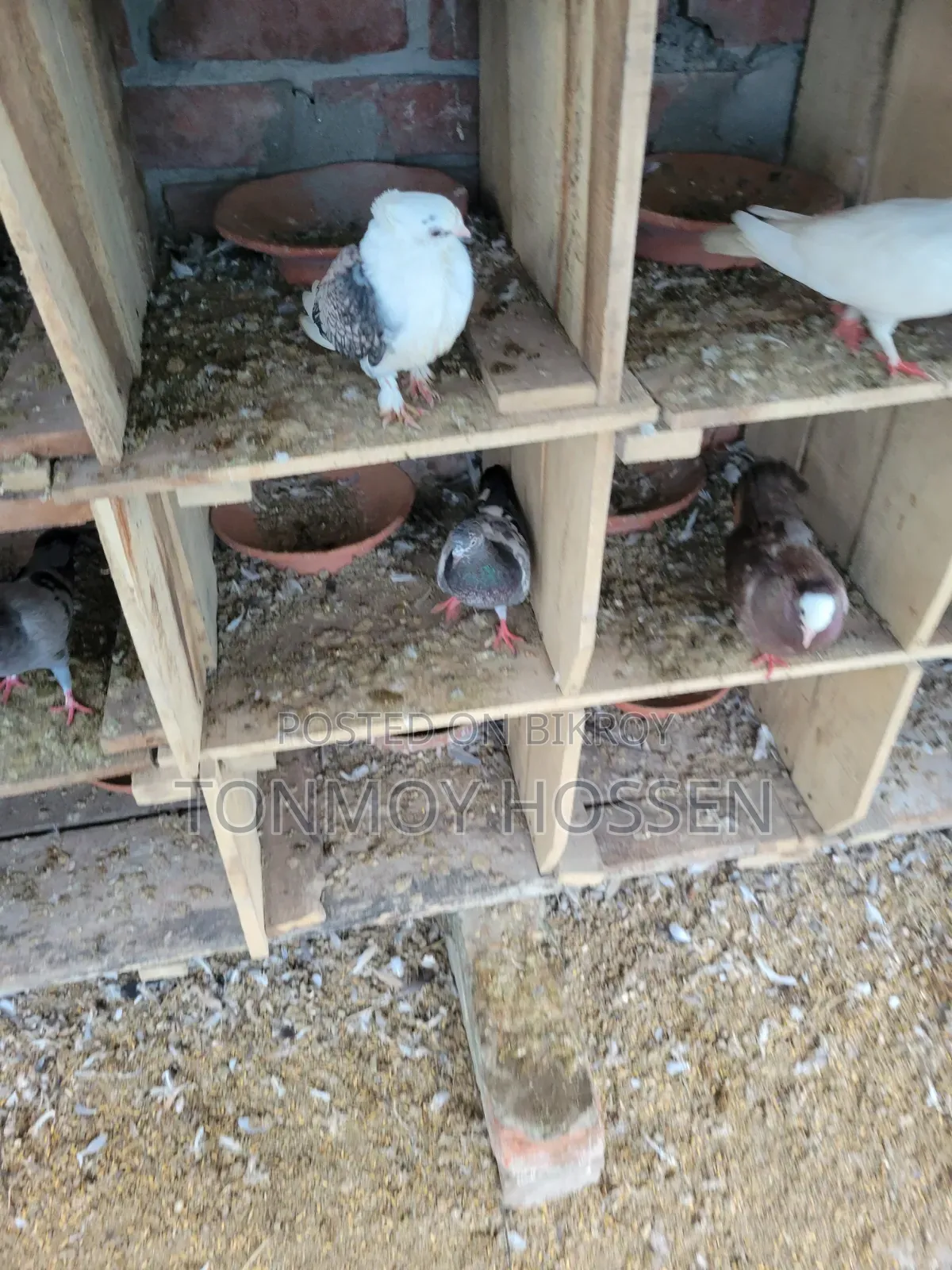 কি কবুতর লাগবে
