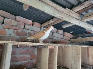 কি কবুতর লাগবে