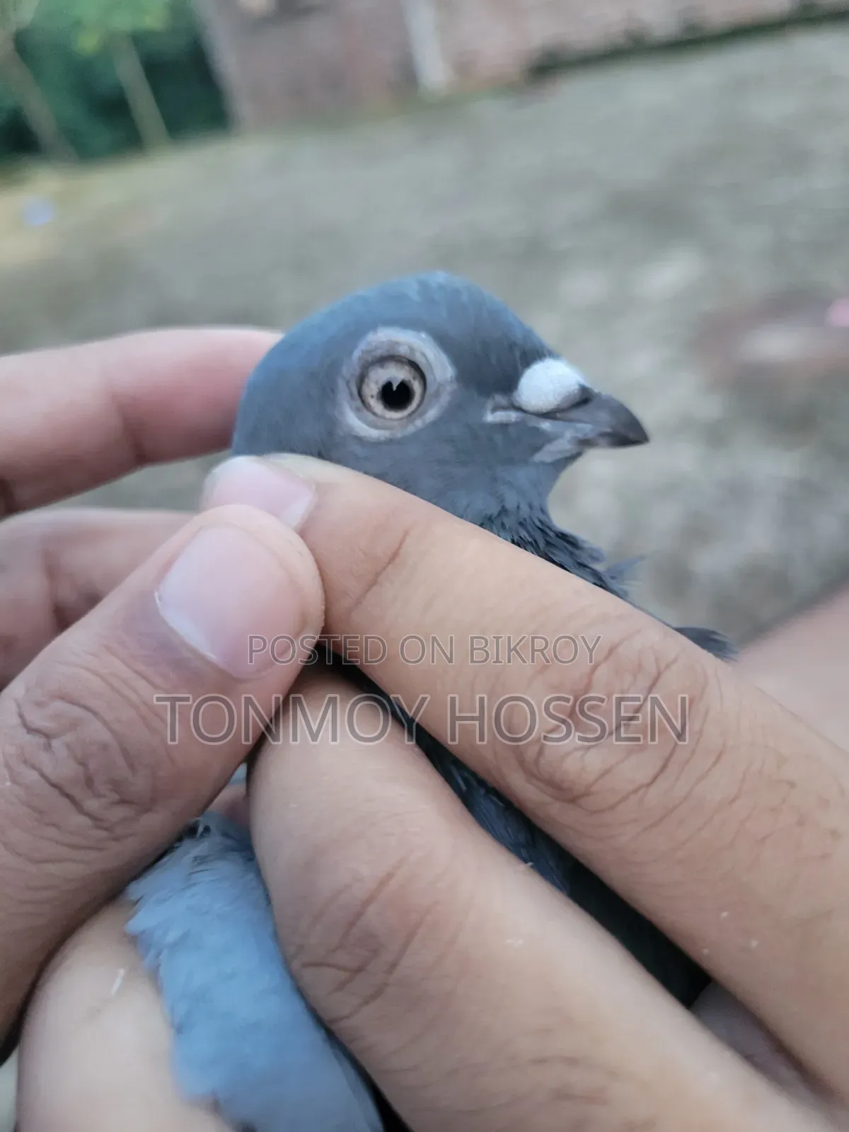 কি কবুতর লাগবে