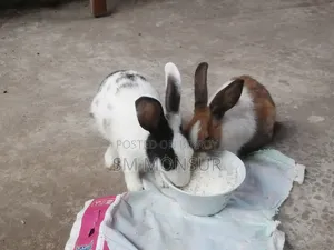খরগোশ নিউ এডাল্ট