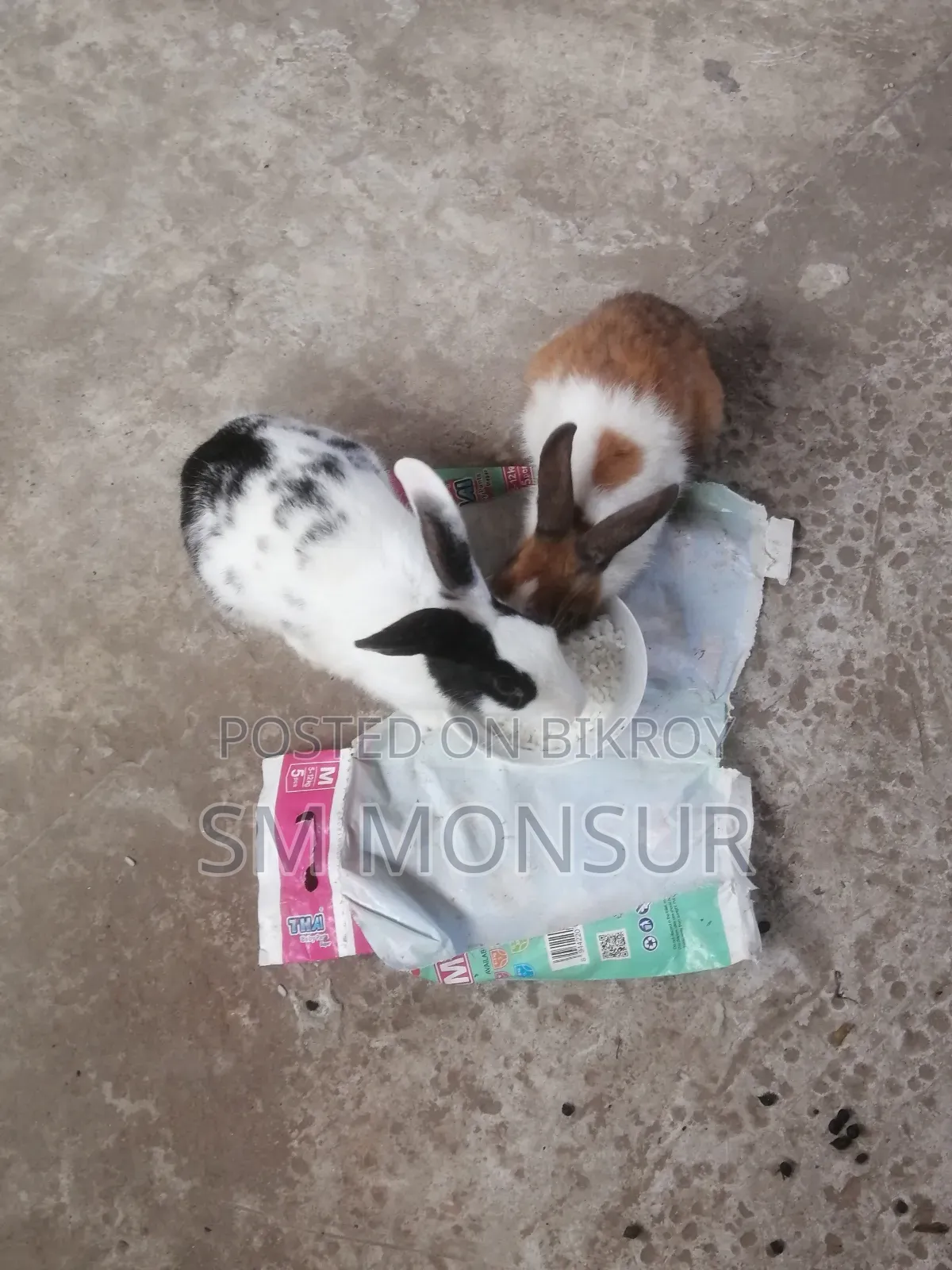 খরগোশ নিউ এডাল্ট