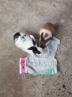 খরগোশ নিউ এডাল্ট