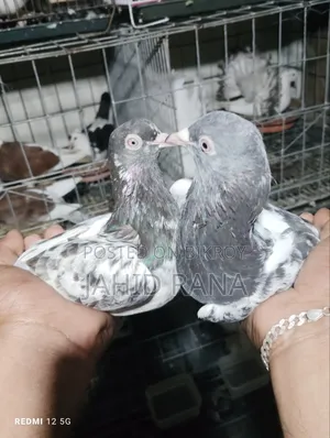 এক জোড়া রানিং কামাগার বিক্রি হবে
