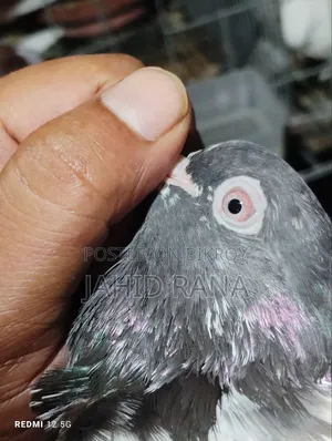 এক জোড়া রানিং কামাগার বিক্রি হবে